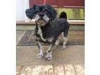 Adopt Sebastian a Shih Tzu