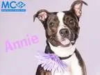 Adopt Montgomery Shelter Annie a Pit Bull Terrier Boxer