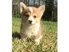 Smart Pembroke Welsh Corgi puppies