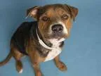 Adopt SHEBA a Rottweiler  Mixed dog in Phoenix AZ (15218772)