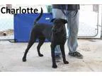 UKC registered blue brindled razor edgegotti Female for sale