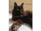 Adopt Stewie a All Black Domestic Mediumhair  Mixed (medium coat
