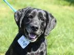 Adopt DASH a Black Labrador Retriever  Mixed dog in Charlotte NC