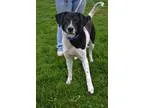 Adopt Trouble a Pointer Australian Cattle Dog (Blue Heeler)