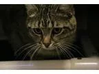 Adopt Dancer a Tan or Fawn Domestic Shorthair  Mixed cat in Wich