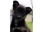 Adopt Lilly s Puppy 5 a Tricolor (TanBrown and Black and White) 