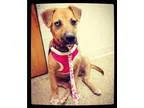 Lost Blue Pitbull