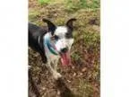 Adopt April a Australian Cattle Dog (Blue Heeler) Bull Terrier