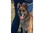 Adopt Zeus a German Shepherd Dog