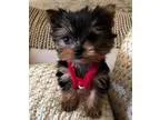 Adopt Jimmu a Tricolor (TanBrown and Black and White) Shiba Inu 