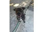 Adopt Raider a Pit Bull Terrier