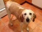 Adopt Pebbles a TanYellowFawn - with White Foxhound  Mixed dog i