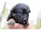 Adopt Primerose a German Shepherd Dog