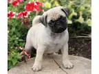 Sharp Pug Puppies