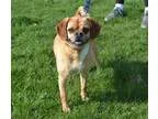 Adopt Lacey a Pug Beagle