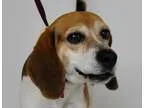 Adopt Bozo a Beagle