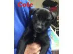 very beautifull and cute boxer puppies for adoption