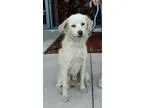 Adopt Nuddy a Shepherd