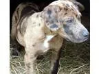 Adopt Corrine a Catahoula Leopard Dog Labrador Retriever