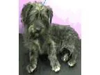 Adopt Paxton-ADOPTION PENDING a GraySilverSalt and Pepper - with