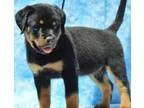 Clever Rottweiler puppies