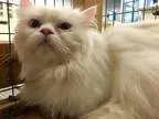 Adopt Aladdin a White Persian (long coat) cat in Troy MO (153092