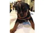 Adopt Lego a Cattle Dog