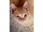Adopt Barry Allen a Orange or Red Tabby Domestic Shorthair (shor