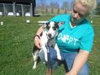 Adopt Alex a Black - with White Terrier (Unknown Type Small)  Co