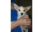 Adopt Annie a Shepherd Hound