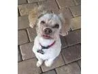 Adopt Petunia a Poodle Japanese Chin