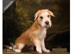 Adopt Gabrielle a TanYellowFawn - with White Terrier (Unknown Ty