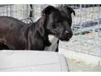 Adopt Mars a Boxer