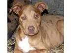 Adopt Mary.lou a Catahoula Leopard Dog Labrador Retriever