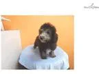 Black and Silver Malti-Poo Puppy