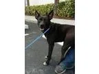 Adopt Jake a Terrier