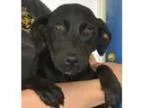 Adopt Basil-sweet puppy a Black Labrador Retriever Hound
