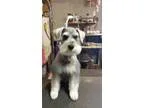 Full Blood Mini-Schnauzers