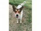 Adopt Eddie a Cattle Dog Shepherd