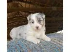 Enjoyable Australian Shepherd puppies