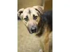 Adopt Dixon a German Shepherd Dog