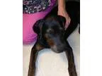 Adopt Bob a Doberman Pinscher Boston Terrier