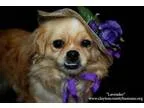 Adopt Lavender a Pekingese Shih Tzu