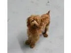 Adopt Murphy-ADOPTION PENDING a Poodle
