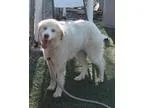 Adopt Brooke a White - with Tan Yellow or Fawn Great Pyrenees  H
