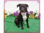 Adopt SANDY-volunteer fave a Labrador Retriever