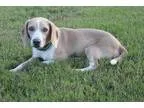 Adopt Janey a TanYellowFawn - with White Beagle  Mixed dog in Pr