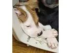 Adopt Renee a Shepherd Cattle Dog