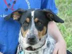 Adopt Morry a Merle Hound (Unknown Type)  Mixed dog in Providenc
