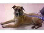 Adopt Hoss a German Shepherd Dog Labrador Retriever